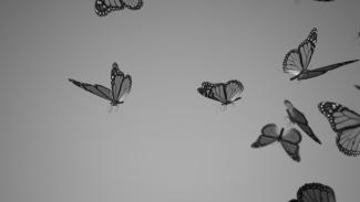 Schmetterlinge fliegen 